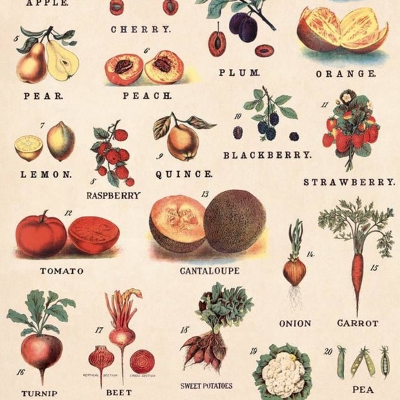 Cavallini & Co. Fruits & Vegetables Vintage Image Chart, 20” x 28” Inch - NWT - Picture 5 of 7
